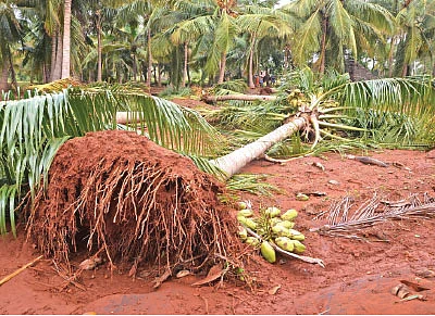 கஜா தாண்டவம் - என்னவாகும் எதிர்காலம்!