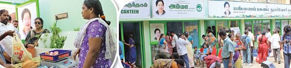 பச்சைப் பலன் அறுவடை ஆகுமா?