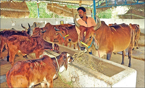 பணம் குவிக்கும் பண்ணைத் தொழில்கள்! - 1 - கிர், காங்கிரஜ்... தினமும் 50 லிட்டர் பால்...ரூ.1,750 லாபம்!