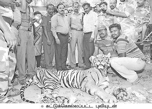 புலிக் கொலை...பழி ஓரிடம்... பாவம் ஓரிடம்?