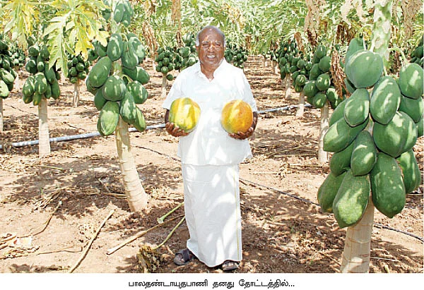 ஒரு ஏக்கரில் 3,50,000 லாபம்... 'ரெட் லேடி’ பப்பாளி..!