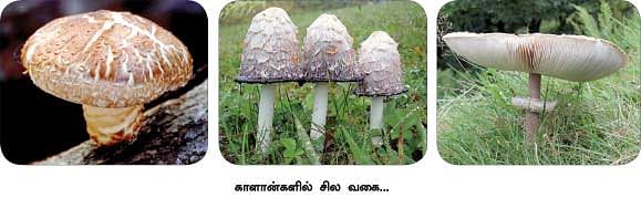 மாயா டீச்சரின் மந்திரக் கம்பளம் !