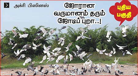 அழகா செய்தால் அள்ளலாம் லாபம்! - 1