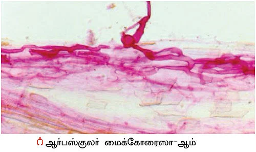விளைச்சலை அதிகரிக்கும் ‘ஆம்’ - உதவிக்கு வரும் உயிரியல் - 11