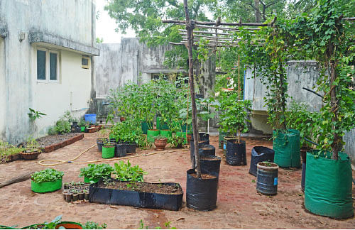 வீட்டுக்குள் விவசாயம் - 12