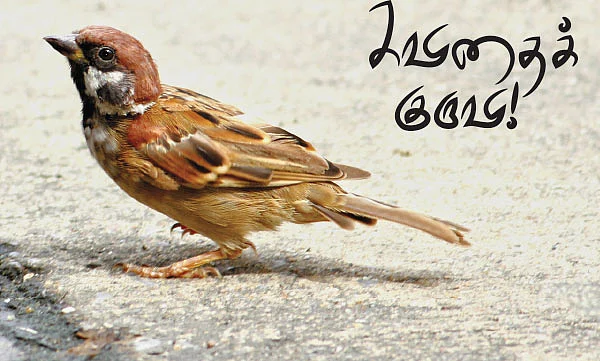 கவிதைக் குருவி! - கவிதை