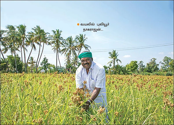 கேழ்வரகு... சிறிய தானியம், பெரிய லாபம்! - டெல்டாவில் செழிக்கும் சிறுதானியச் சாகுபடி