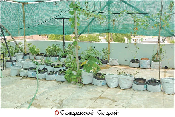 நஞ்சில்லா உணவு... நோயில்லா வாழ்க்கை... மாடித்தோட்டத்தின் மகத்துவம்!