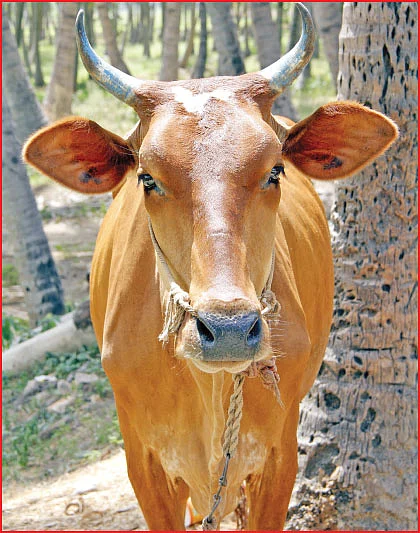 ஒரு பசு... மூன்று தீர்ப்புகள்!