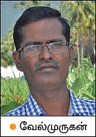 மாதம் ரூ. 30,000... சரியான வருமானம் கொடுக்கும் சம்பங்கி!