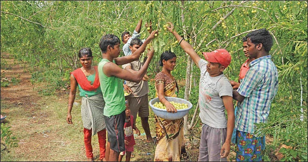 அன்று 10 ஏக்கர்... இன்று 200 ஏக்கர்! - மதிப்புக்கூட்டல் ‘நெல்லி’யில் மகத்தான வெற்றி!