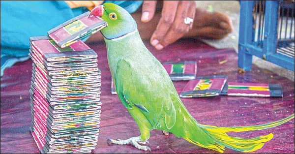 கிளி ஜோசியம் பார்க்கலையோ கிலி ஜோசியம்!