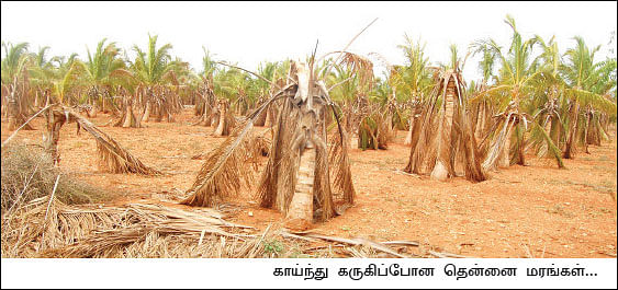 வாழ்வாதாரத்தைக் கொள்ளையடித்த, வரலாறு காணாத வறட்சி!