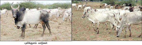 நடமாடும் உரத் தொழிற்சாலைகள்...