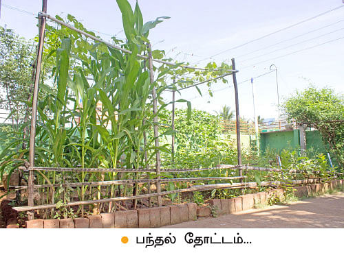 வீட்டுக்குள் விவசாயம் - 15