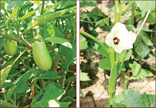 இயற்கை விவசாயத்துக்கு வழிகாட்டும் மாதிரிப் பண்ணை!