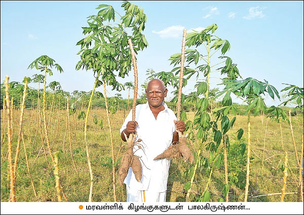 மகத்தான வருமானம் கொடுக்கும் மரவள்ளி!