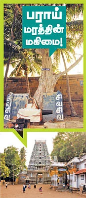 ஆரோக்கியம் அருளும் ஆலய விருட்சங்கள்!