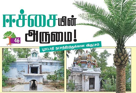 ஆரோக்கியம் அருளும் ஆலய விருட்சங்கள்!