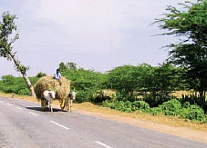 வலையோசனை - வேர்கள்