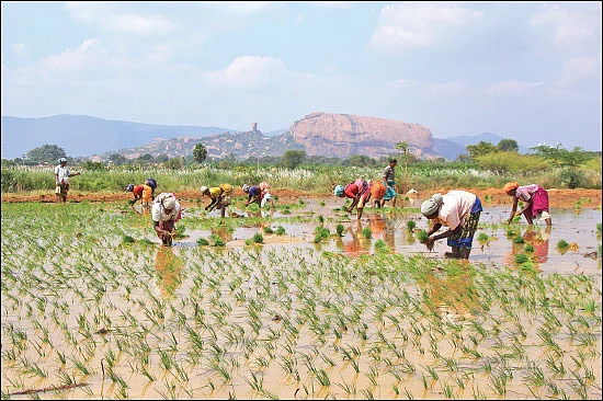 சங்க இலக்கியம் சொல்லும் வேளாண்மைச் செய்திகள்!