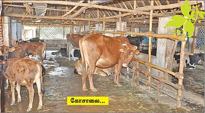 கோவிந்தபுர கன்றுக்குட்டி!