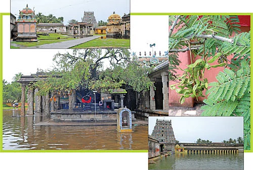 ஆரோக்கியம் அருளும் ஆலய விருட்சங்கள்!