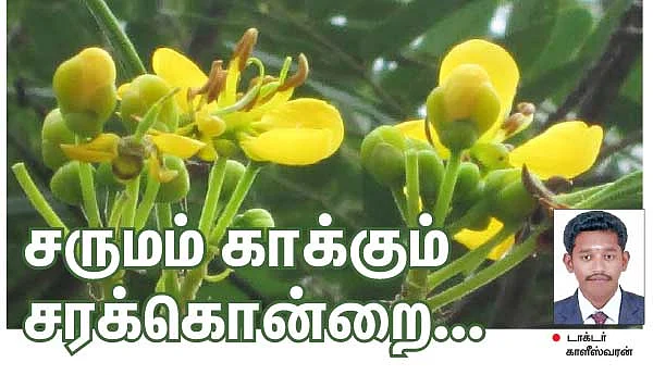 சருமம் காக்கும் சரக்கொன்றை...
