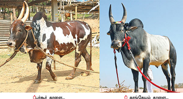 ஜல்லிக்கட்டு - பாரம்பர்யத்தைக் காக்க வந்த ‘இளம் காளைகள்!’