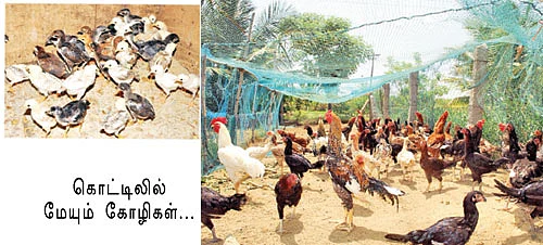 நல்வழி காட்டும் நாட்டுக்கோழி வளர்ப்பு...