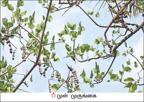 நல்மருந்து தெரிந்த செடிகள்... தெரியாத பயன்கள்! - 15