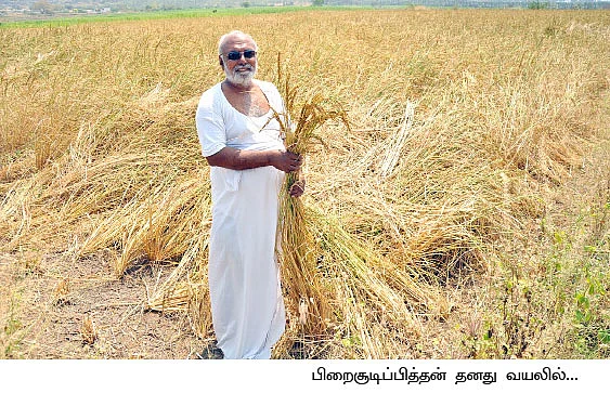 'வீரிய'த்தை விஞ்சும் 'பாரம்பரியம்'... மகத்தான மகசூல் தரும் மாப்பிள்ளைச் சம்பா!