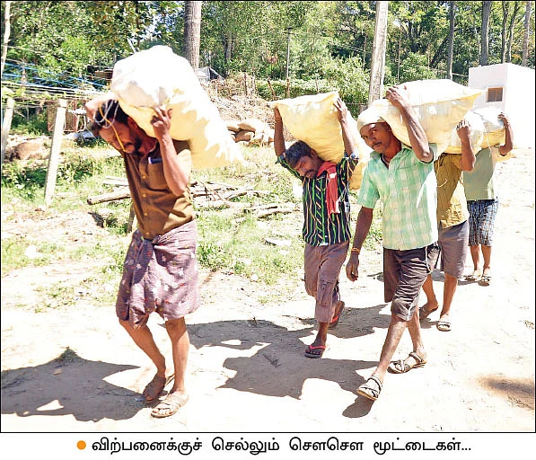 சௌகரியமான வருமானம் தரும் சௌசௌ! - பட்டையைக் கிளப்பும் பந்தல் சாகுபடி