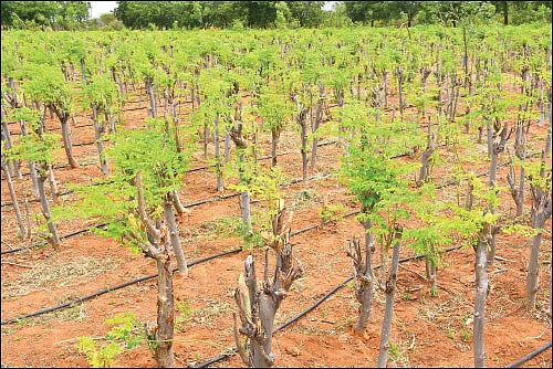 ஏக்கருக்கு ரூ.2,50,000... உலர் முருங்கை இலையில் உன்னத வருமானம்! - பேராசிரியரின் இயற்கைச் சாகுபடி!