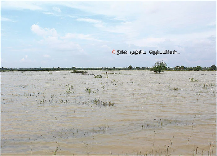 மூழ்கிய நெற்பயிர்கள் - கைவிட்ட குடிமராமத்து... கலக்கத்தில் விவசாயிகள்!