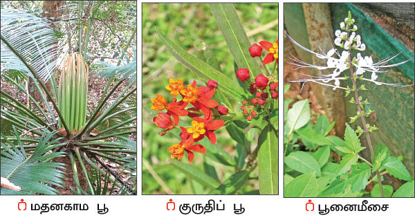 நல்மருந்து - தெரிந்த செடிகள்... தெரியாத பயன்கள்! - 20