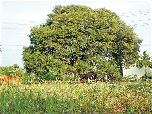 மரம் செய விரும்பு! - இயற்கை ஷாம்பூ உசிலை மரம்!