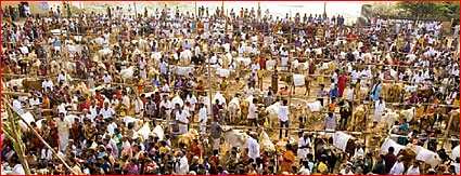 கோ மாதா... நம் குல மாதா!
