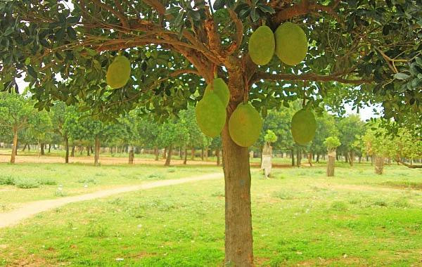 வரப்புப் பயிரிலும் வளமான வருமானம்... ‘பலே பண்ருட்டி பலா!