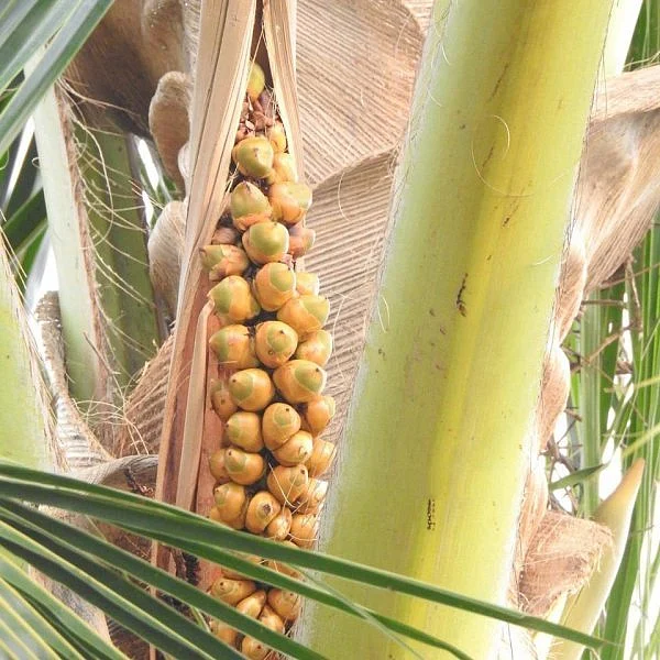 இளங்காய்கள்