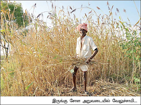 இணையற்ற இருங்கு சோளம் !