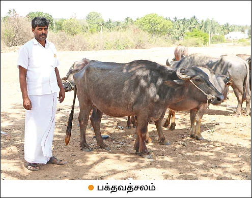 புரஜோஸ்டிரான் பஞ்சு... ஆடு, மாடுகளைச் சினைக்கு வர வைக்கும் தொழில்நுட்பம்!