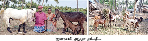 ஜம்..ஜம்..ஜமுனாபாரி !