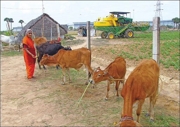 ‘கோ’ மாதா... ராம் ராம் பாட்டி!