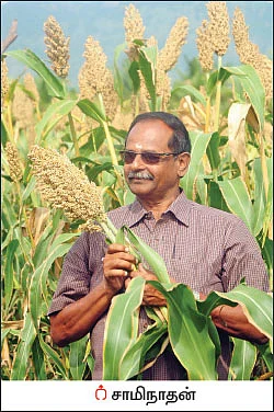 100 நாள்களில் 1,000 கிலோ... வெளுத்து வாங்கும் வெள்ளைச்சோளம்!