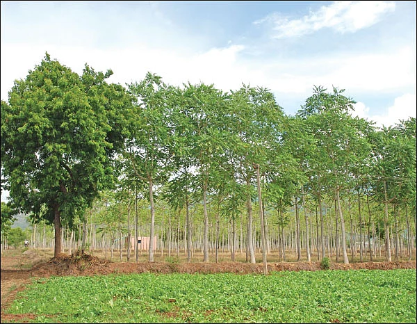 மரம் வளர்க்க வேண்டுமா... வழிகாட்டுகிறது - வனத்துறைச் செயலி!