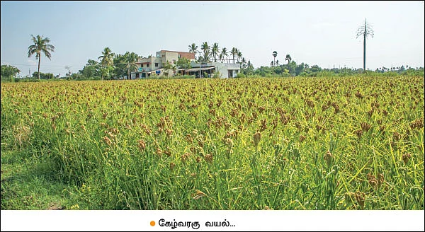 கேழ்வரகு... சிறிய தானியம், பெரிய லாபம்! - டெல்டாவில் செழிக்கும் சிறுதானியச் சாகுபடி