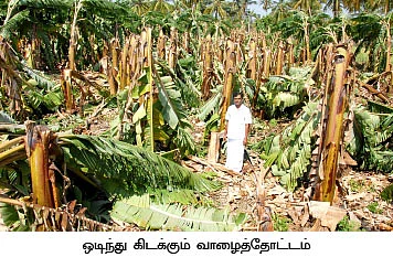 சுழன்றடித்த சூறைக்காற்று... சுருண்டுவிழுந்த வாழை!