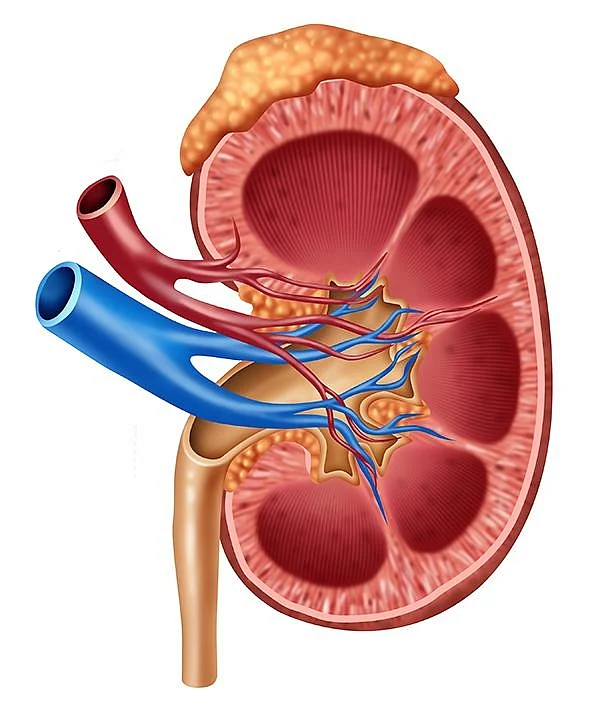 'உங்கள் உடல் சுத்திகரிப்பு நிலையம் சுகமா?’ - #WorldKidneyDay