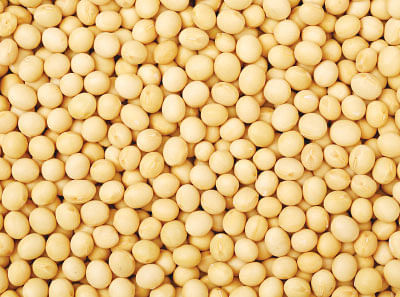 பருப்பும் சிறப்பும்